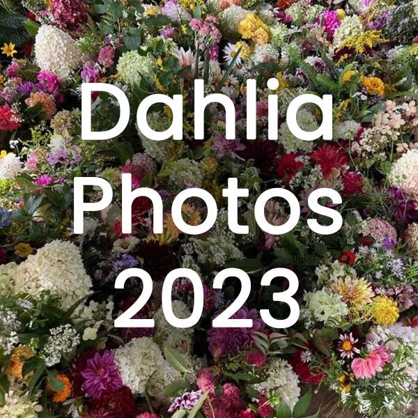 Dahlia Festival Photos